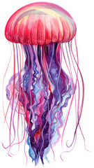 watercolor jellyfish on a white isolated background, hand drawing © Hanna