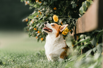 Corgi dog in the park