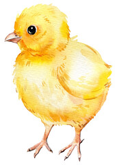 chick on an isolated white background. watercolor illustration, cute chickenт hand drawing