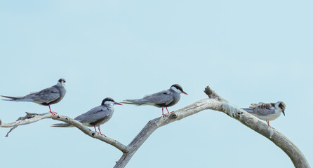 Four whiskered terns, Chlidonias hybrida on a branch	
