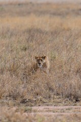 Wild young lioness in the Serengeti National Park in the heart of Africa