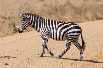 Fototapeta na wymiar Wild zebra in serengeti national park