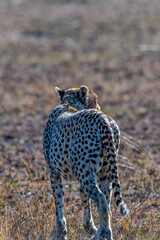 Wild cheetah in serengeti national park
