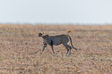 Wild cheetah in serengeti national park