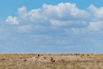 Wild lioness in the Serengeti National Park in the heart of Africa