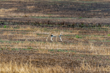 Wild cheetah in serengeti national park