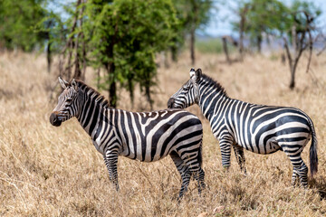 Fototapeta na wymiar Wild zebras in serengeti national park