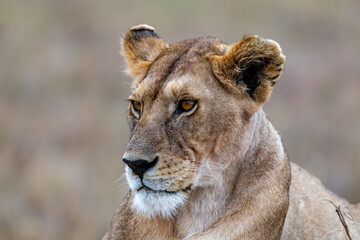 Wild lioness in the Serengeti National Park in the heart of Africa