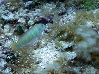 Green Razorfish