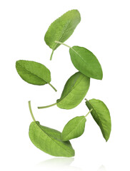 Fresh sage leaves falling on white background