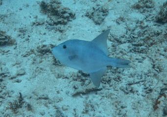 Ocean Triggerfish