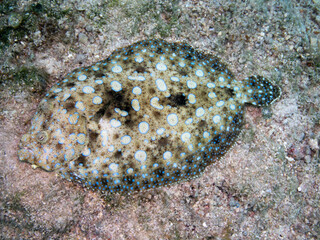 Peacock Flounder