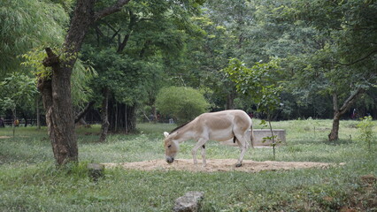 Obraz na płótnie Canvas Beautiful Indian Wild ass also known as Equus hemionus khur, onager, Ghudkhur and Khur