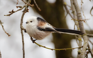 Long-tailed Tit (Aegithalos caudatus) bushtit. Lovely long-tailed tit. long-tailed bushtit.  Black and white plumage bird  with variable amounts of grey and pink and long narrow tail