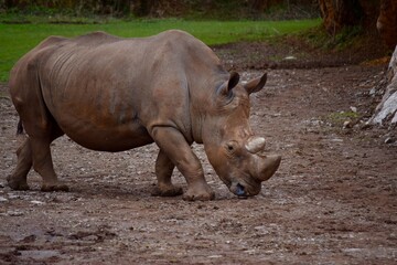 Naklejka premium Rhino in the field
