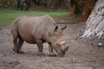 Obraz premium Rhino in the field