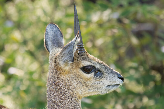 Klipspringer - Oreotragus oreotragus, portrait of male with green background. Photo from Kruger National Park in South Africa.