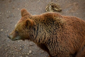 Bear in the field