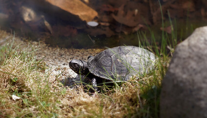 European bog turtle Emys orbicularis on land near the water, big stone in the foreground, copy space