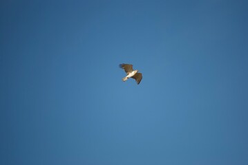 Fototapeta na wymiar Eagle in the sky