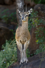 Klipspringer - Oreotragus oreotragus, male on the rock with dark background. Photo from Kruger National Park in South Africa.