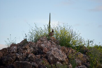 Partridges in Spain