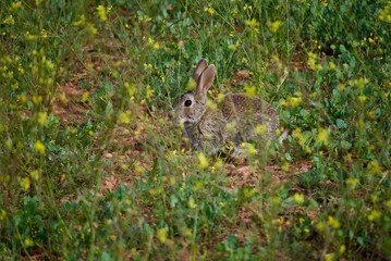 Rabbit in the field