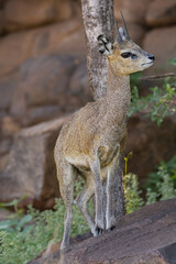 Klipspringer - Oreotragus oreotragus, male on the rock with dark background. Photo from Kruger National Park in South Africa.