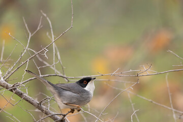 Sardinian warbler male (Sylvia melanocephala).