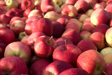 Apples