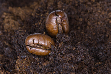 Coffee bean on macro ground coffee background. Closeup of two beans at roasted coffee heap. Arabic roasting coffee, ingredient of hot beverage. Natural light.