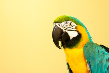 Large blue-and-yellow macaw parrot or ara arauna close-up against a yellow wall.