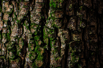 Oak tree texture, wood nature
