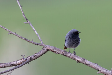 The black redstart male (Phoenicurus ochruros) small passerine bird.