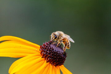 Makro Aufnahme einer Biene auf einer gelben Blume