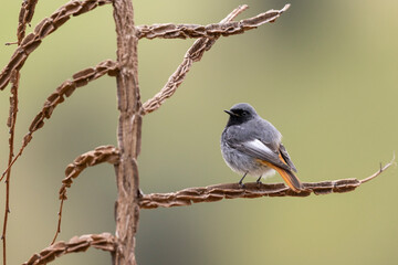 The black redstart male (Phoenicurus ochruros) small passerine bird.