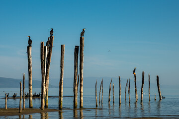 space for text , lake birds in the foreground on blue sky background , pier feet that emerged with the withdrawal of lake waters