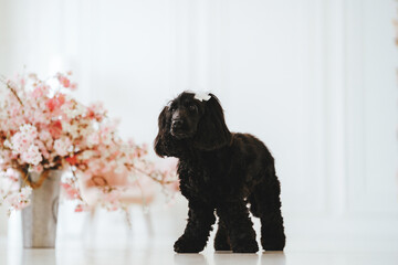 Black spaniel dog with pink flowers