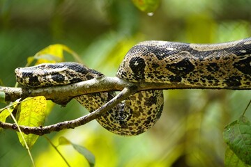 Anaconda snake (Boa constrictor) Boidae family. Amazon rainforest, Brazil