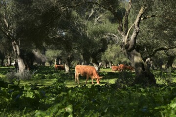 Happy young typically maroon colored tinta cows grazing peacefully in lush green spring forest of mighty bizarre shaped wild olive trees near Vejer, Spain, creating idyllic pastoral Garden Eden scene