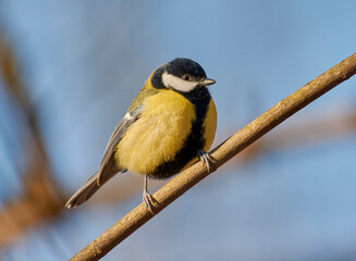 Obraz premium The common tit sits on a branch