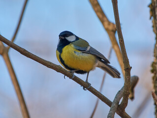 The common tit sits on a branch
