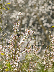 flowers in spring