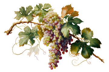 Fototapeta premium Grapevine with ripe bunches of grapes on a white background, watercolor drawing. Generative AI.