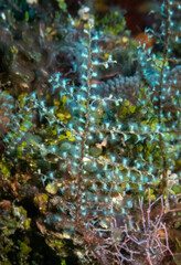 Algae Hydroid