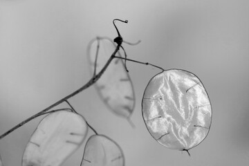 artistic photographs of the lunaria plant, in black and white, silver plant, ornamental plant.Texture