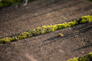 Moss growing between the cobblestones of the road