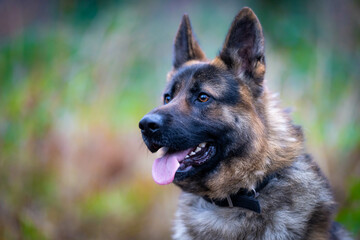 german shepherd dog