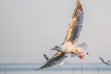 seagull flying high on the wind. flying gull. Seagull flying