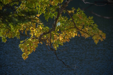 Le lac d"Altenweiher dans les Vosges en Automne - Vallée de Mittlach près de Munster